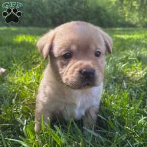 Charlie, Yellow Labrador Retriever Puppy
